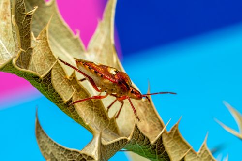 Free Close-up of a golden shield bug perched on a dry leaf with vivid background colors. Stock Photo