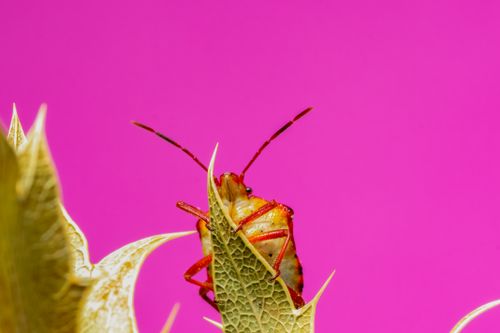 Free Close-up of a shield bug on a leaf against a vivid pink background, showcasing intricate details. Stock Photo