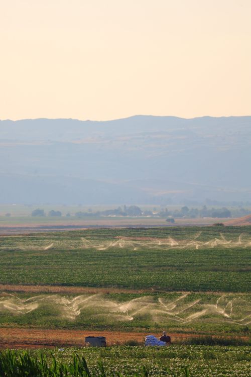 Free Vast green farmland with irrigation lines and distant mountains under clear skies. Stock Photo
