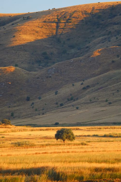Free A tranquil scene of a solitary tree in golden fields against majestic rolling hills at sunset. Stock Photo