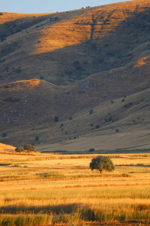 Free A tranquil landscape of golden hills and a lone tree illuminated by warm sunset light. Stock Photo