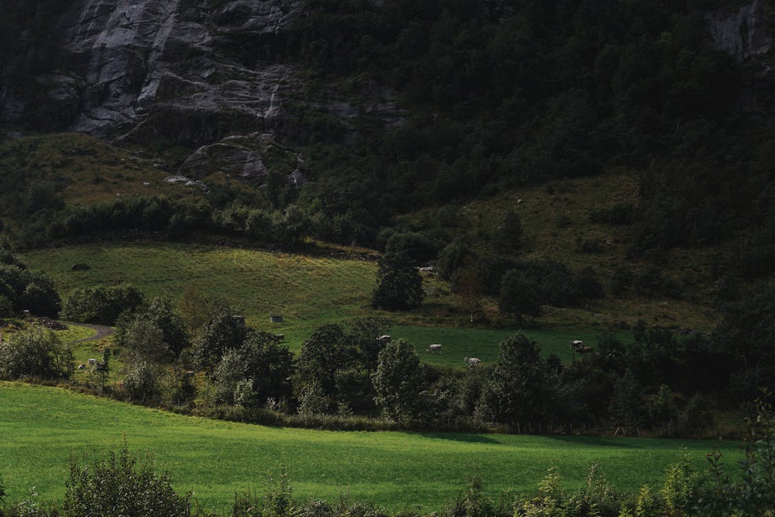 경치, 나무, 노르웨이의 무료 스톡 사진