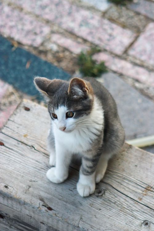 Free A charming grey and white kitten sitting on wooden planks outdoors, showcasing its curiosity and innocence. Stock Photo