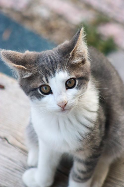 Free Adorable gray and white kitten looking curiously at the camera outdoors. Stock Photo
