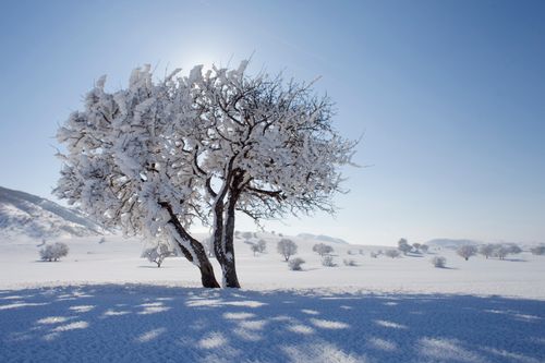 Free A serene winter scene with a snow-laden tree under a clear blue sky in a peaceful white landscape. Stock Photo