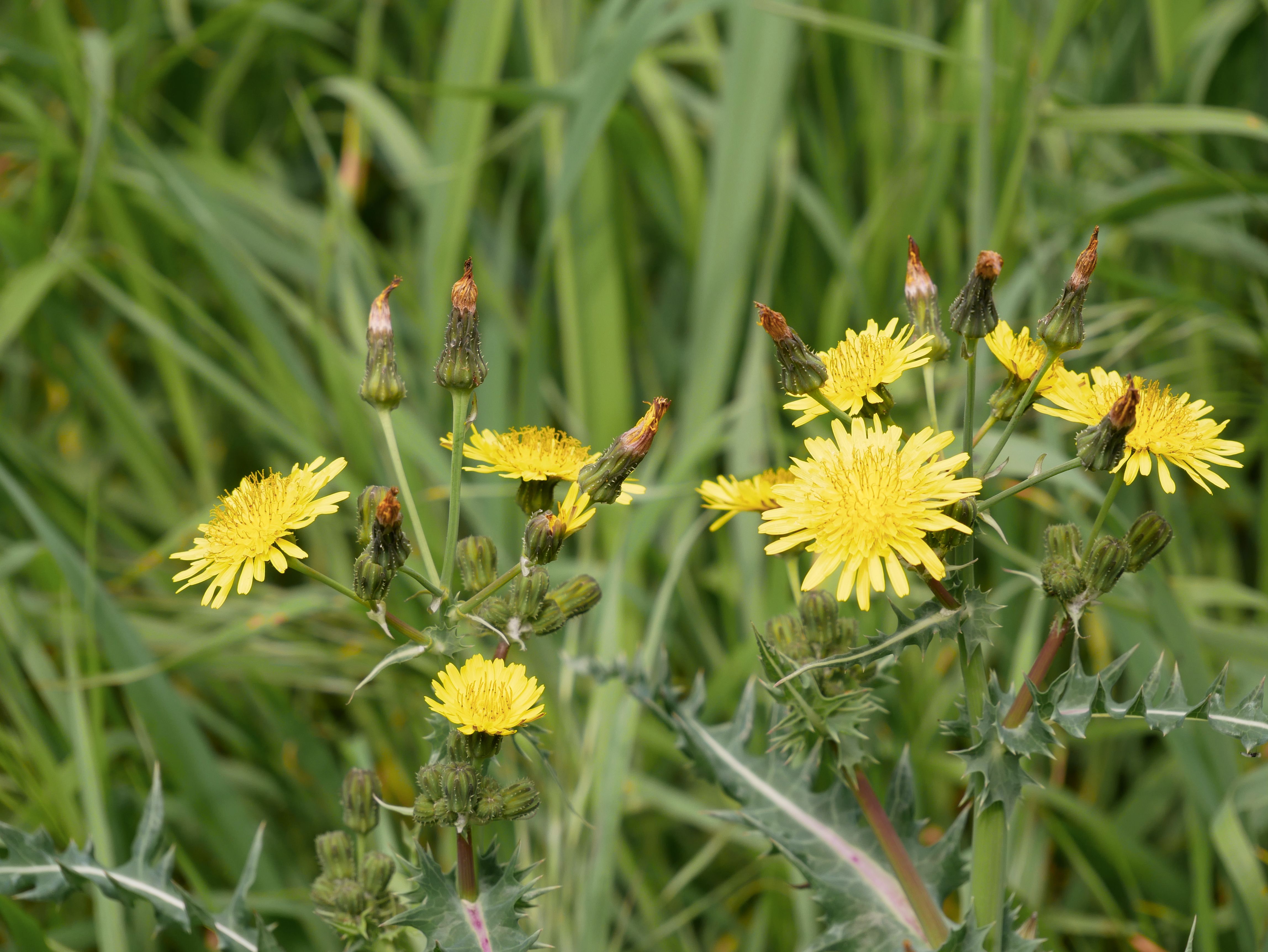 Dense dandelions growing through green groundcover before bed preparation