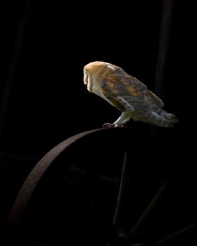 Silhouetted barn owl on a vintage wagon wheel, captured at night.