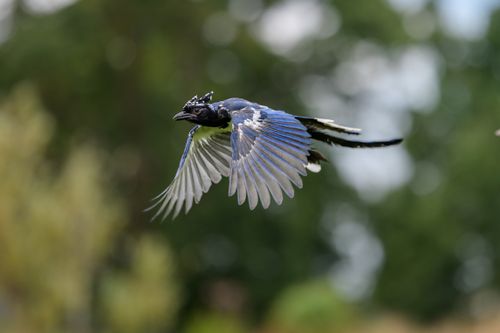 Free Azure-winged Magpie soaring gracefully through a lush green background in the wild. Stock Photo