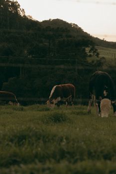 A peaceful scene of cattle grazing on lush green grass in a tranquil countryside landscape.