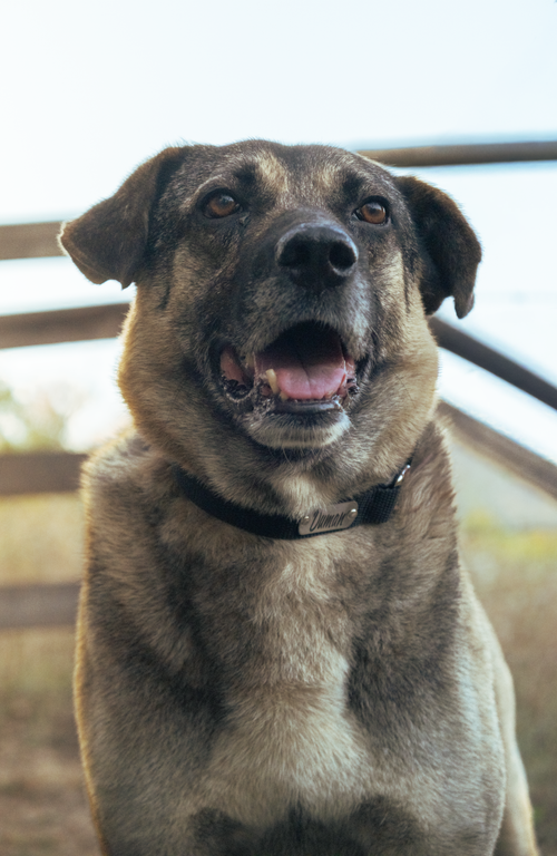 Free A German Shepherd poses happily outdoors, exuding a sense of warmth and contentment. Stock Photo