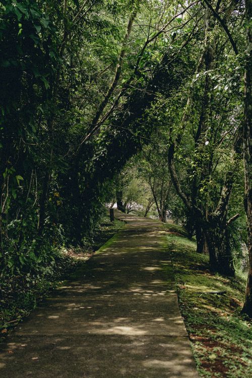 Free Tranquil pathway in a lush, green forest creating a serene, nature-inspired atmosphere. Stock Photo