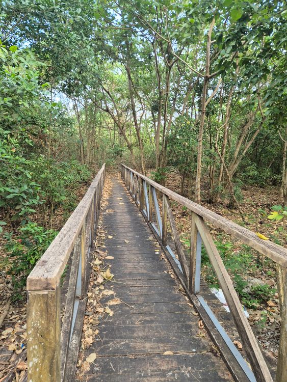 Free A serene walkway bridge surrounded by a verdant forest, ideal for nature walks. Stock Photo
