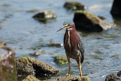 Free A green heron stands on mossy rocks by the water, showcasing its vibrant plumage. Stock Photo