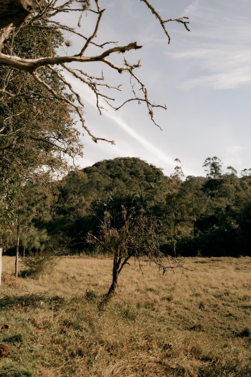 Free A serene autumn scene featuring a lone barren tree in a grassy field with a forested hillside in the background. Stock Photo