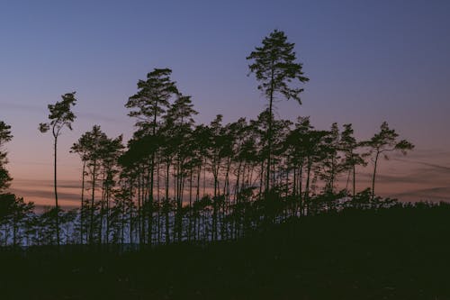 無料 日没時の木のシルエット 写真素材