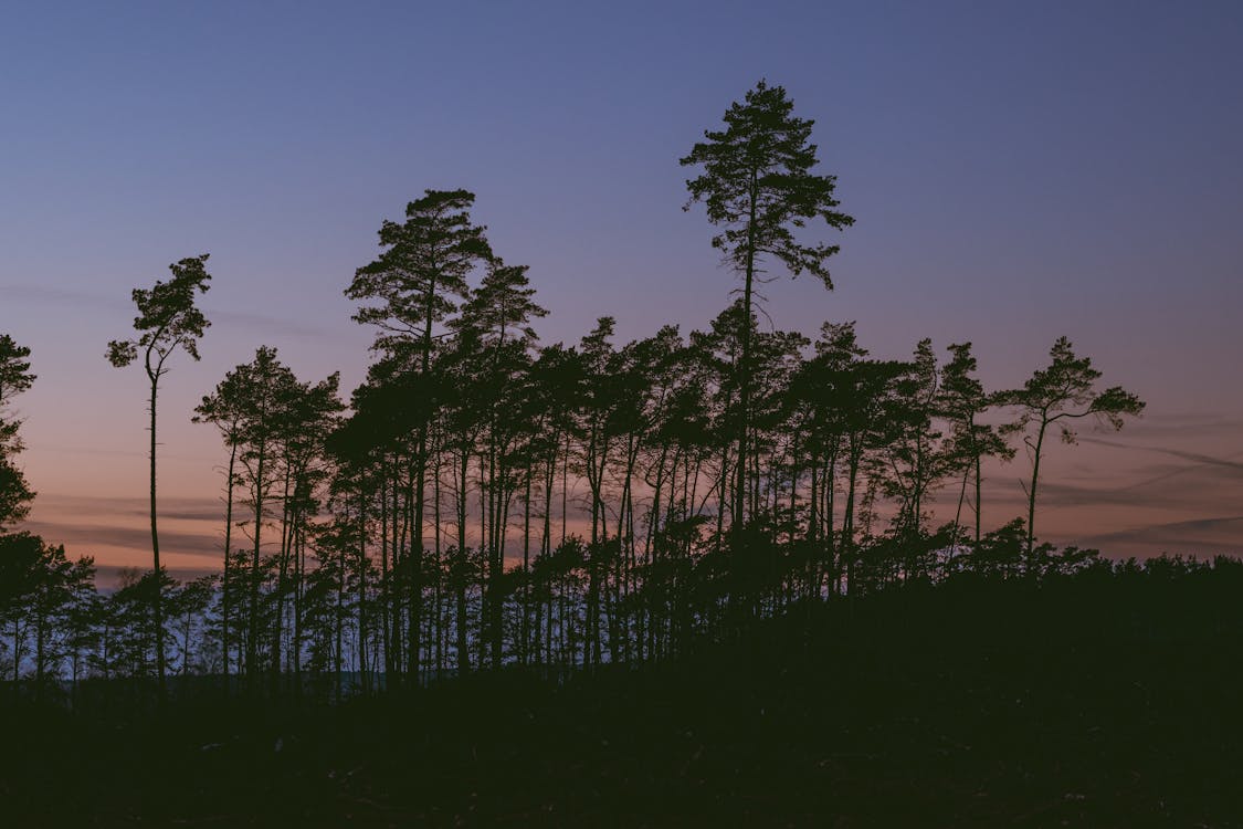 Silhouette Of Trees During Sunset