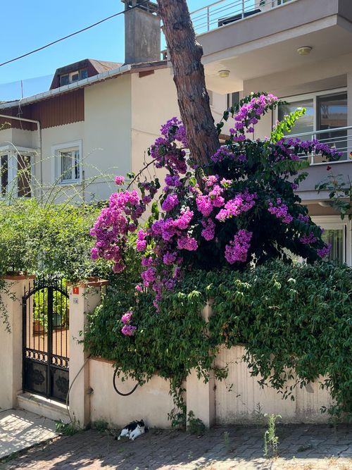 Free Vibrant purple bougainvillea blooms cascade over a fence in a sunny Turkish street. Stock Photo