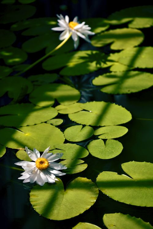 Free Serene water lilies float amidst vibrant green leaves on a sunlit pond. Stock Photo