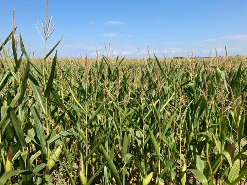 Free Vast cornfield with ripe corn plants under a clear blue sky. Ideal for agriculture themes. Stock Photo