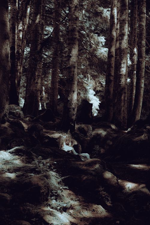 Free Eerie forest scene with dense trees and a hidden figure. Captivates with its mysterious ambiance. Stock Photo
