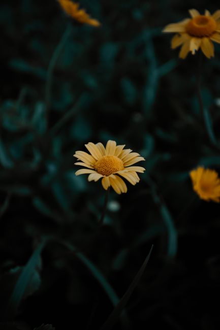Close-up of a vibrant yellow daisy flower with a dark green blurred background, capturing a serene mood.