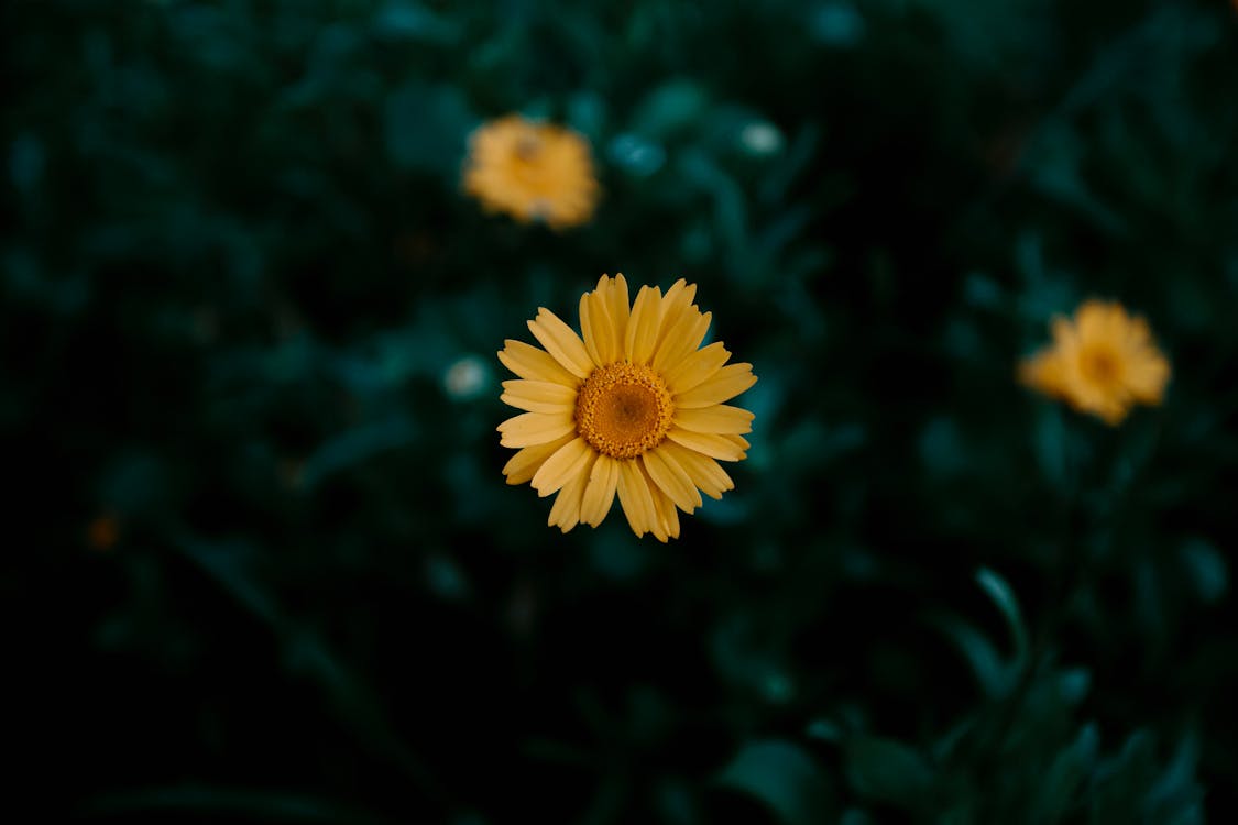 Yellow Flower In Macro Photograpjhy