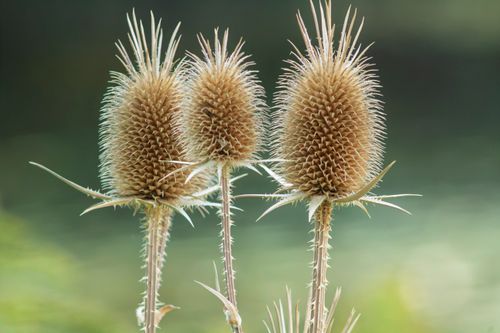 Free Vivid close-up of three dried teasel plants against a blurred natural background. Stock Photo
