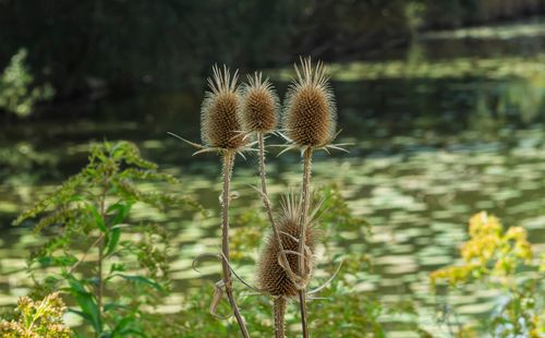 Free Detailed view of teasel plants beside a reflective water surface in a natural setting. Stock Photo