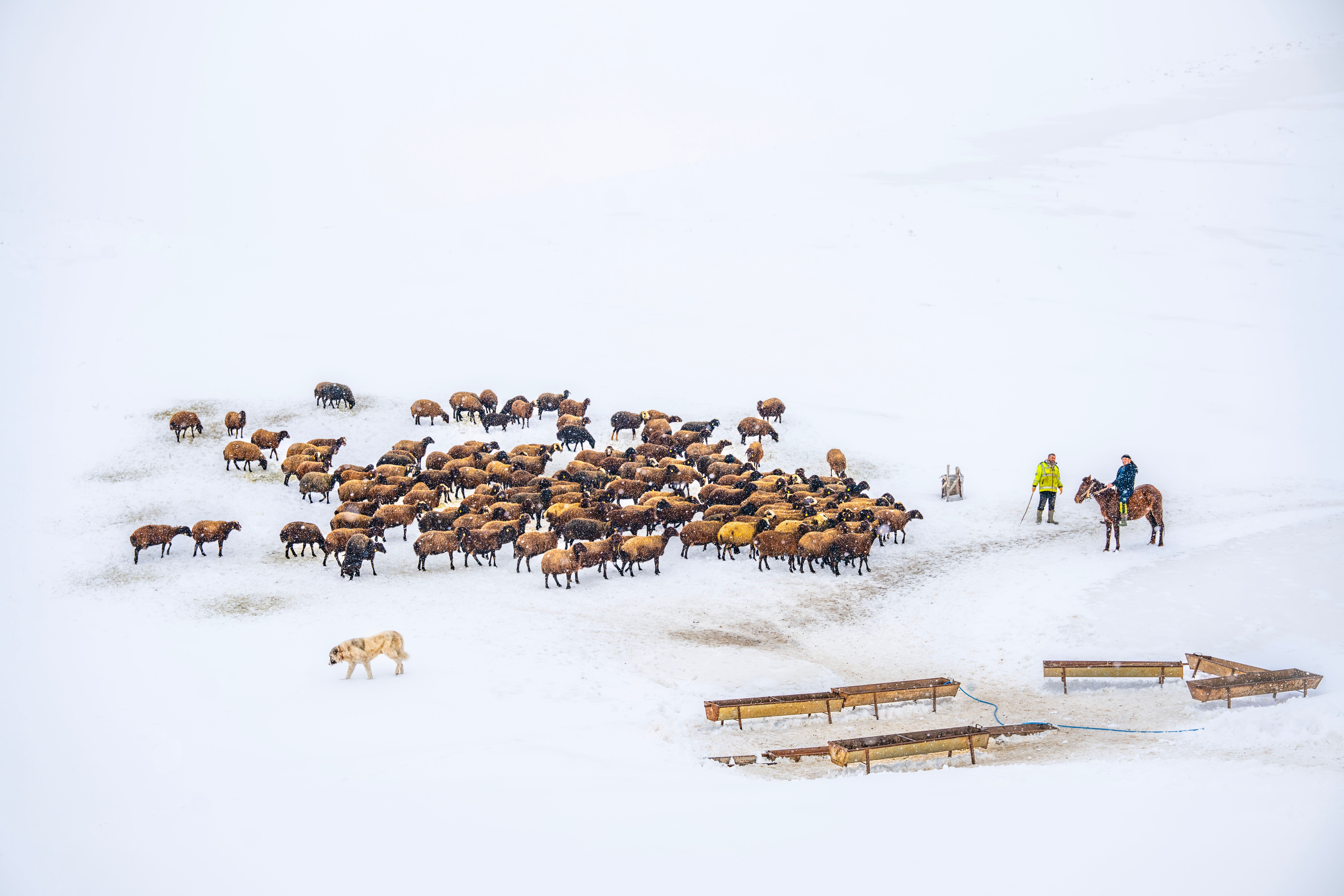 The Colorado Shepherd Case Study