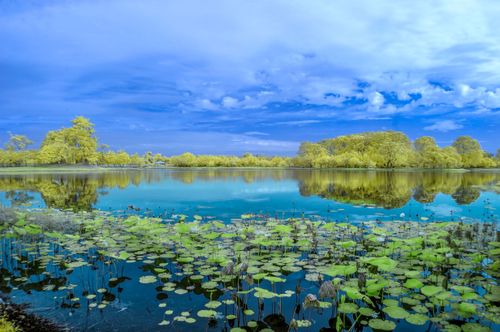 Free stock photo of blue sky, false color, infrared photography Stock Photo