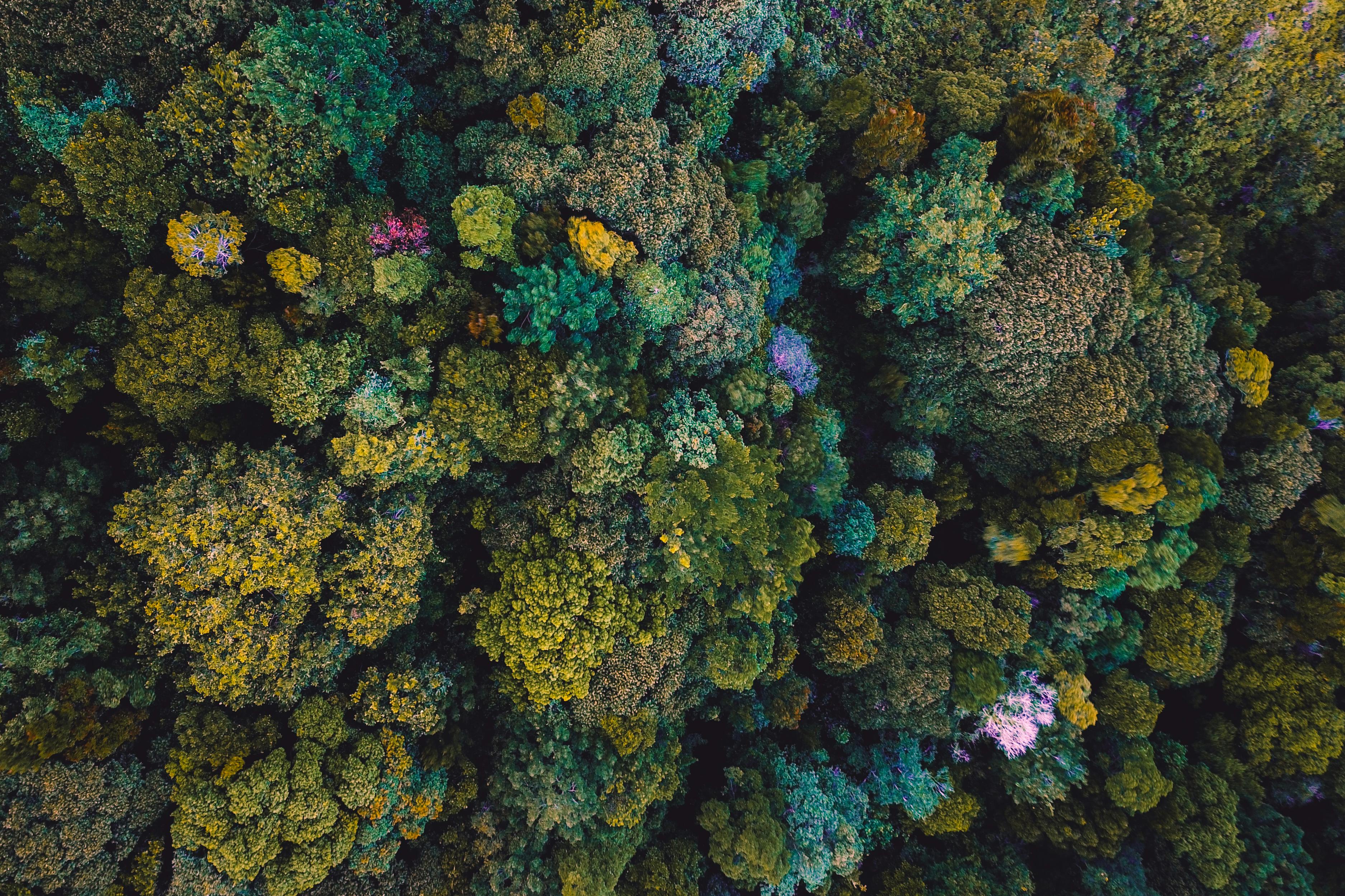 aerial shot of forest