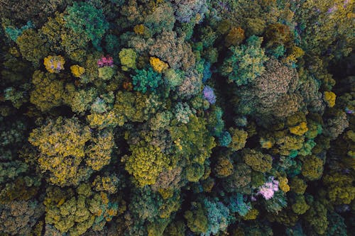 Aerial Shot Of Forest