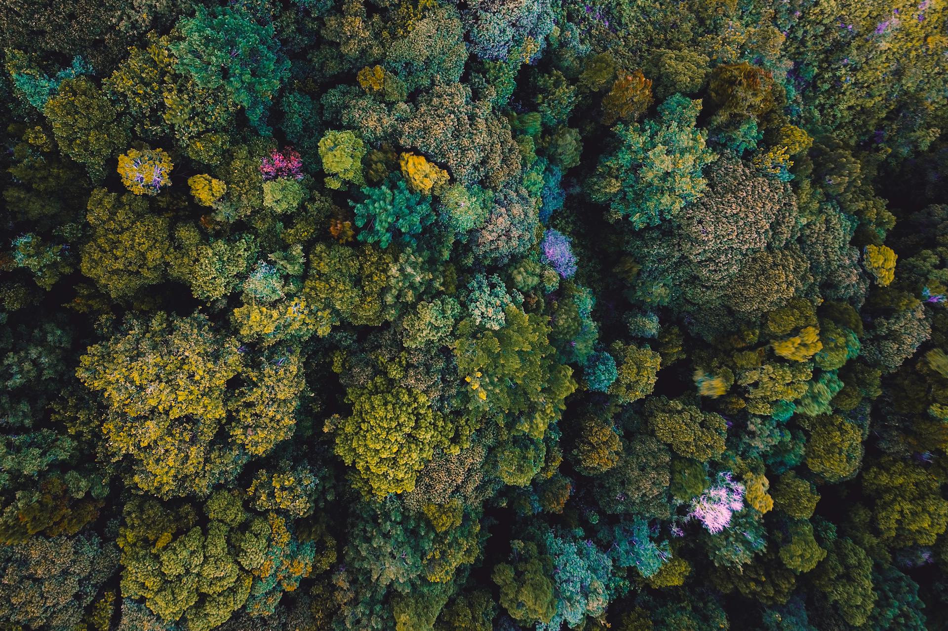 Aerial photograph capturing a dense forest canopy with vibrant green and yellow hues.