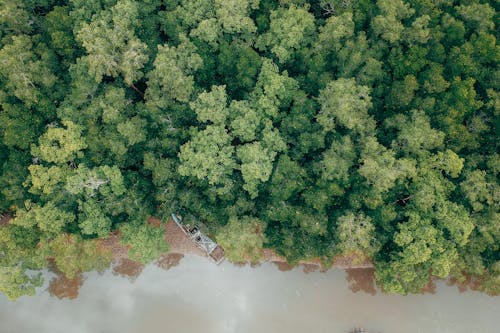 Ingyenes stockfotó drón, drónfelvétel, erdő témában