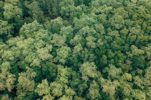 Foto profissional grátis de aéreo, aerofotografia, árvores