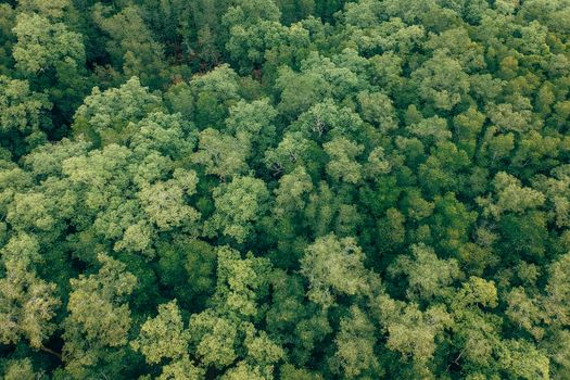 A mesmerizing aerial view of a dense, lush green forest canopy captured from above.