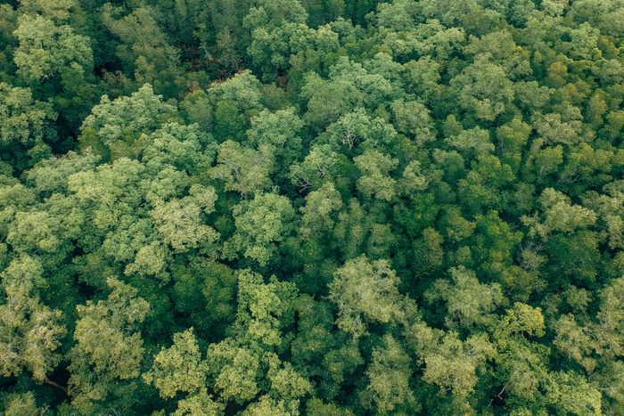 Drone Swarm Reforestation