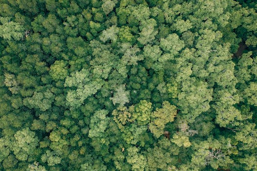 Aerial view of a dense and lush green forest canopy, filled with trees and nature's vibrant greenery.