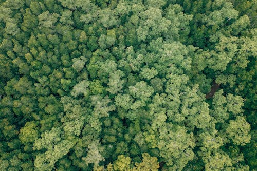 Aerial Shot Of Green Trees