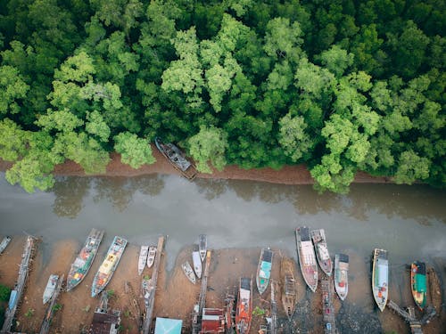 Aerial Shot Of Forest Near Body Of Water