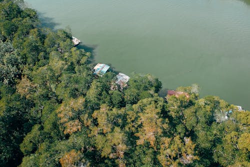 Aerial Shot Of Forest By The Water