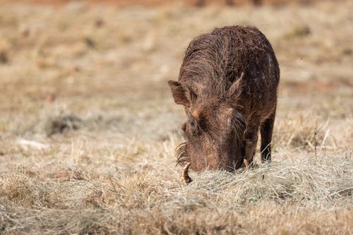 Free Close-up of a warthog feeding on dry grass in a natural open field setting. Stock Photo