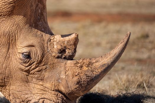 Detailed close-up of a rhinoceros horn showing unique texture and natural colors.