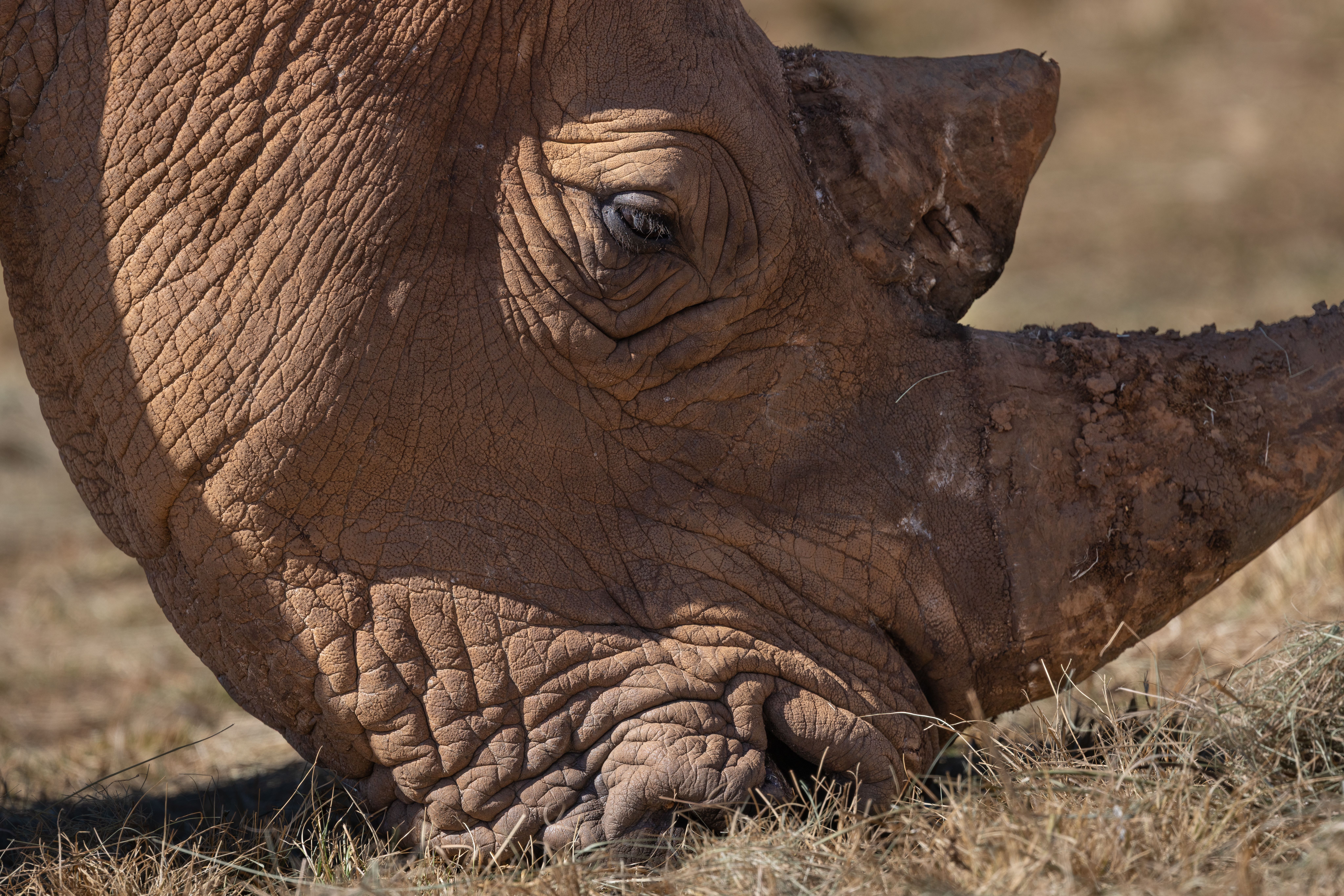 Detailed close-up of a rhinoceros grazing, showcasing its textured skin and horn in natural habitat.