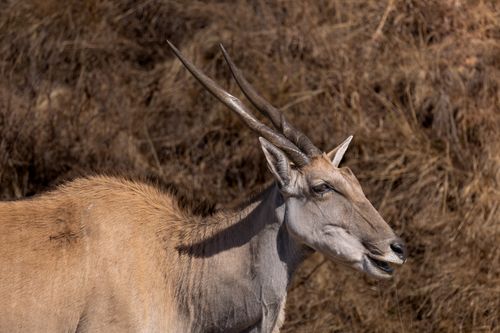 Free A detailed side profile of an Eland antelope against a dry grass background. Stock Photo