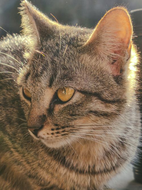 Free Detailed shot of a beautiful tabby cat basking in golden sunlight, highlighting its striking eyes and fur. Stock Photo