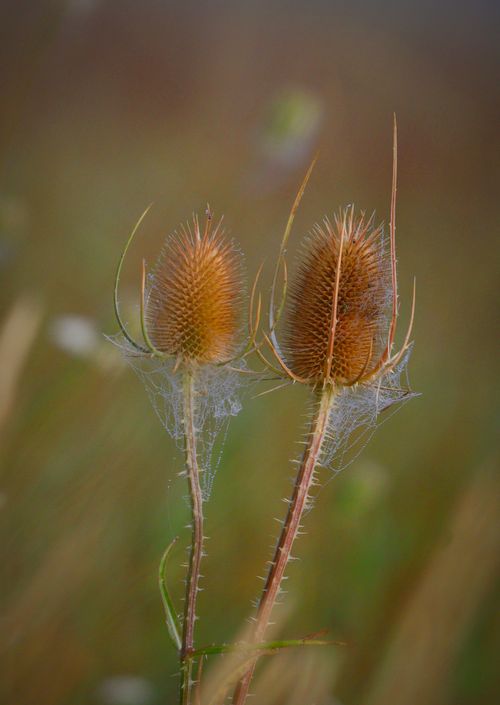 Free Close-up of teasel plants with delicate spiderwebs in a natural setting. Stock Photo