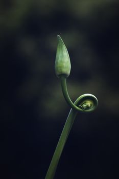 极简主义的特写镜头，展现了一朵弯曲的绿色花苞，背景是深色的。 - 相关推荐