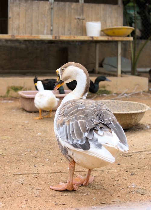 Free Brown and white Chinese goose with ducks in a rural farm setting. Stock Photo