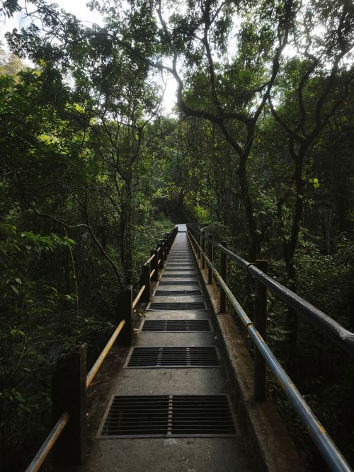Free A serene forest pathway in West Nusa Tenggara, perfect for nature walks and exploration. Stock Photo